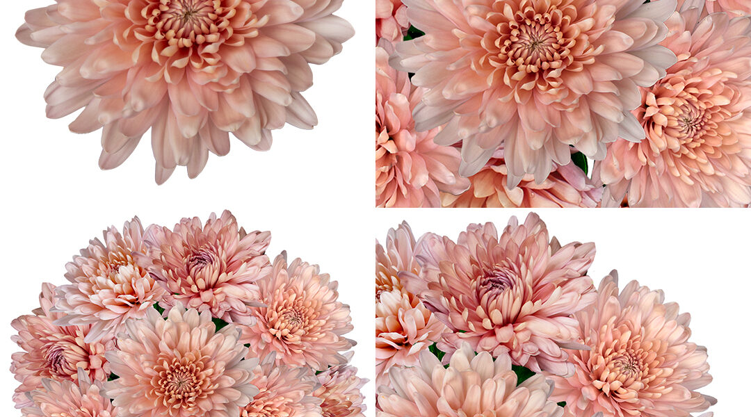 Magda Linette – Polska gwiazda na WTA Finals 2023