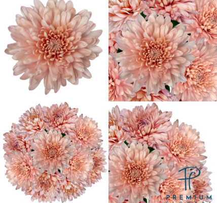 Magda Linette – Polska gwiazda na WTA Finals 2023