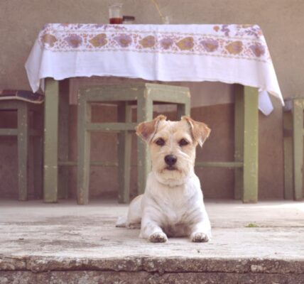 Lollobrigida: Życie i dziedzictwo ikony filmowej