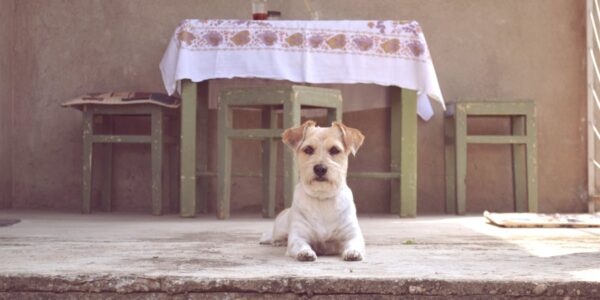 Lollobrigida: Życie i dziedzictwo ikony filmowej