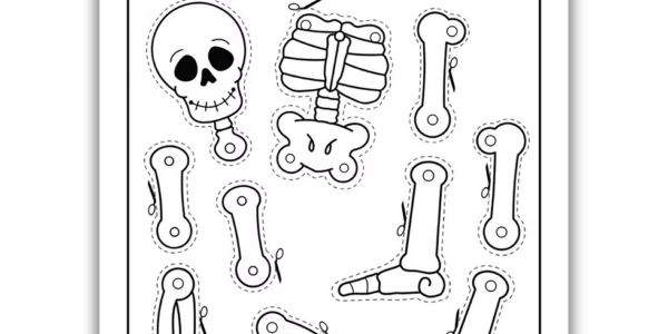 Znaczenie szkieletu w anatomii człowieka