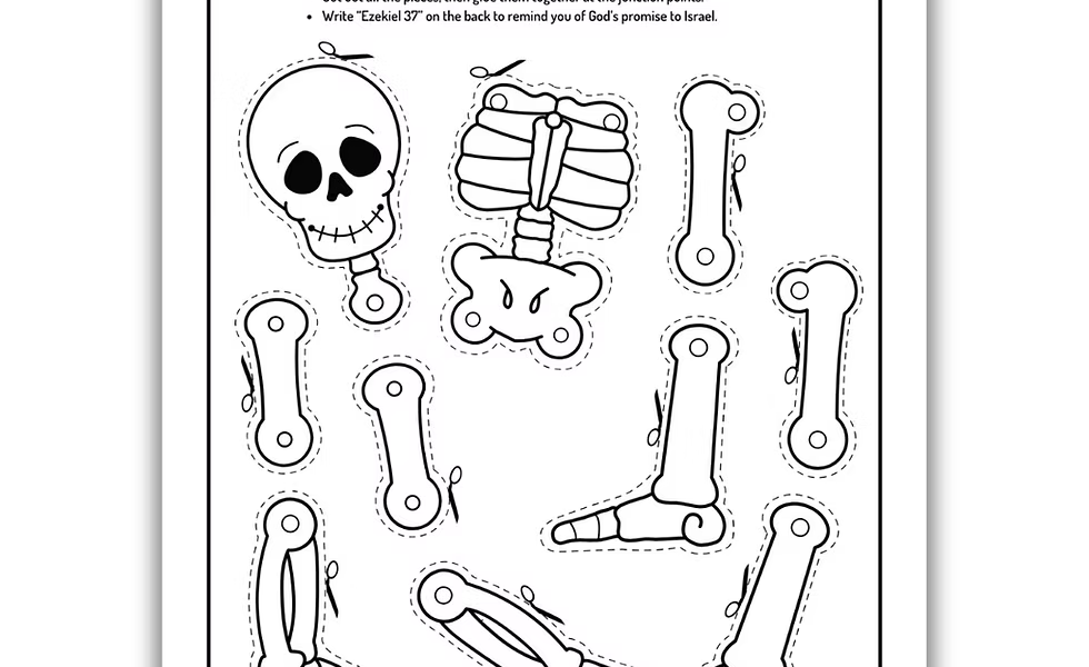 Znaczenie szkieletu w anatomii człowieka