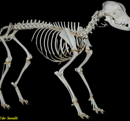 Szkielet – kluczowy element biologii człowieka