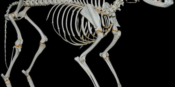 Szkielet – kluczowy element biologii człowieka