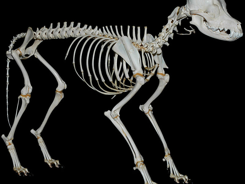 Szkielet – kluczowy element biologii człowieka
