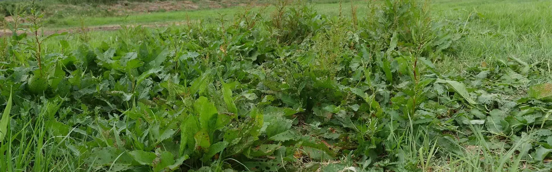 Dopłaty do trwałych użytków zielonych w Polsce