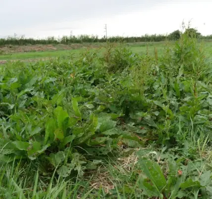 Dopłaty do trwałych użytków zielonych w Polsce
