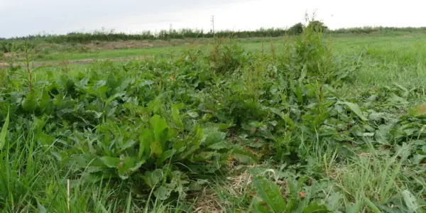 Dopłaty do trwałych użytków zielonych w Polsce