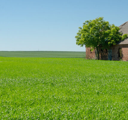 Dopłaty dla trwałych użytków zielonych w 2023 roku