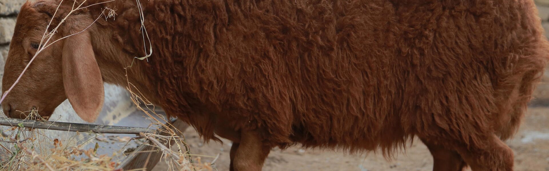 Władimir Samojłow – nowa gwiazda w świecie sportu