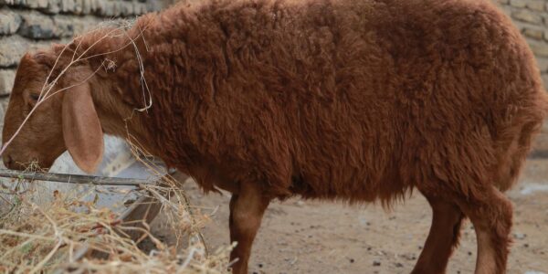 Władimir Samojłow – nowa gwiazda w świecie sportu