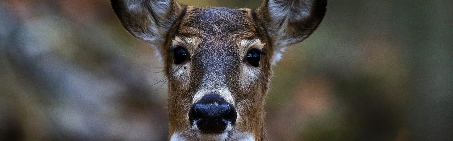 Białe pióra jastrzębia i ich znaczenie dla myśliwych