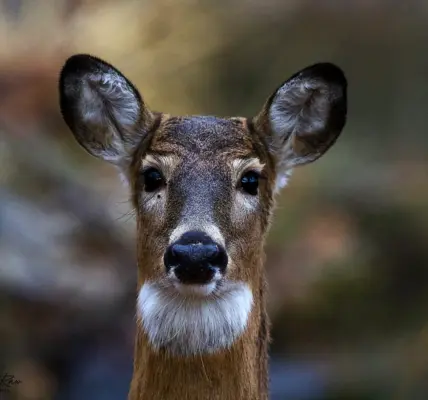 Białe pióra jastrzębia i ich znaczenie dla myśliwych