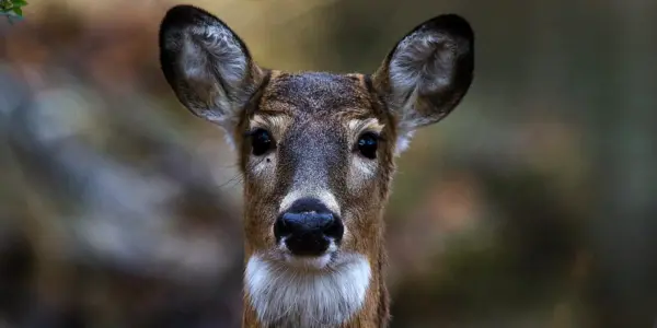 Białe pióra jastrzębia i ich znaczenie dla myśliwych
