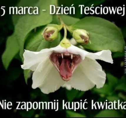 dzien tesciowej — PL news