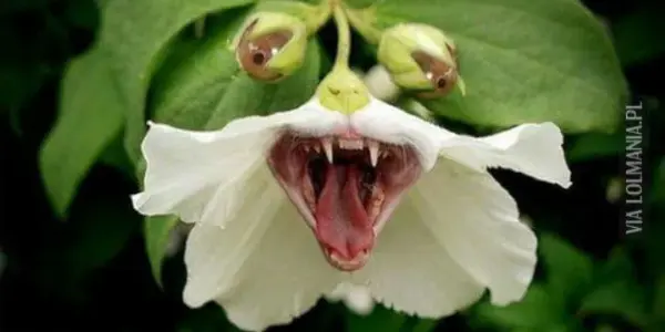 dzien tesciowej — PL news