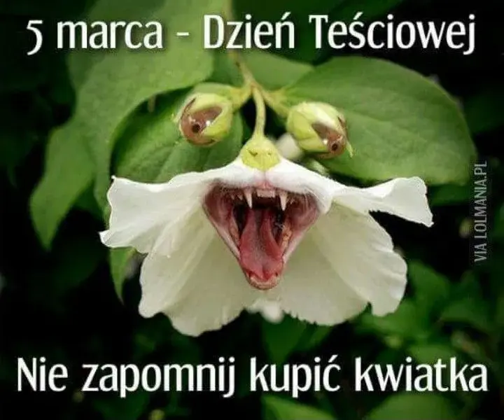 dzien tesciowej — PL news