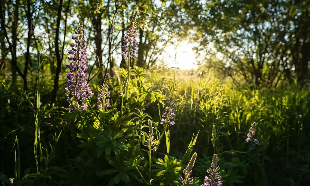 pogoda bydgoszcz — PL news