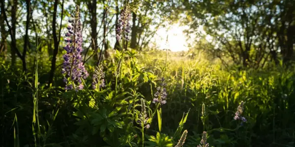 pogoda bydgoszcz — PL news