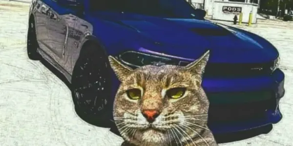 tomasz konys koni — PL news