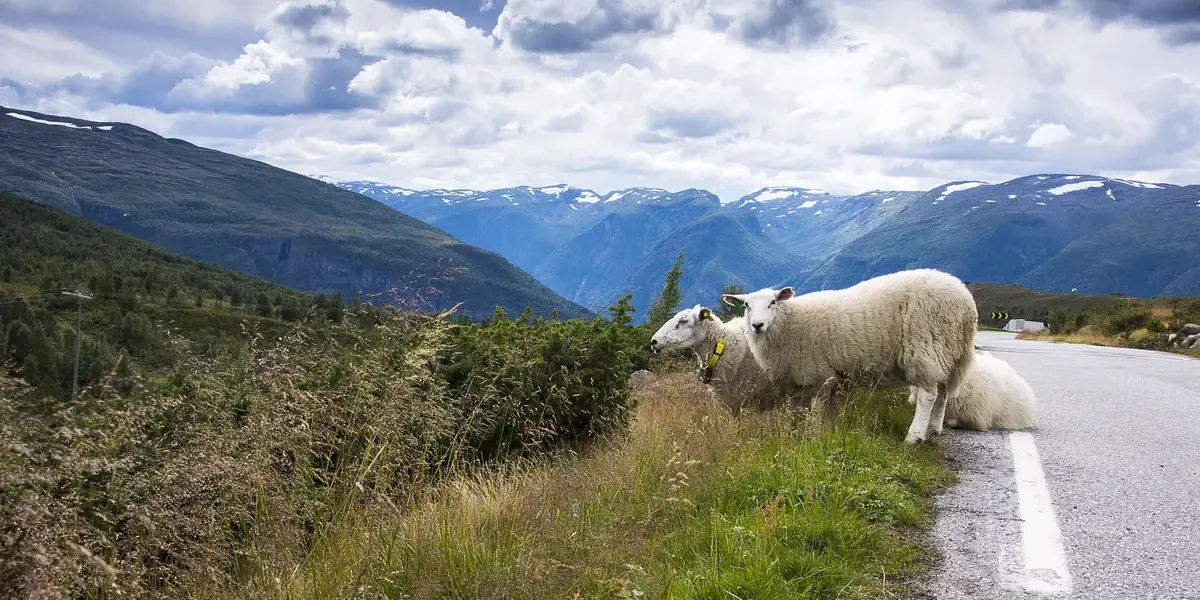 norwegia — PL news