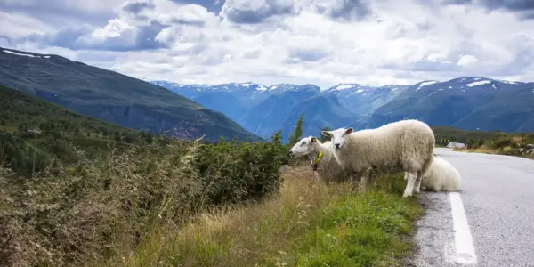 norwegia — PL news