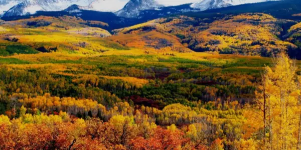 pictures — PL news