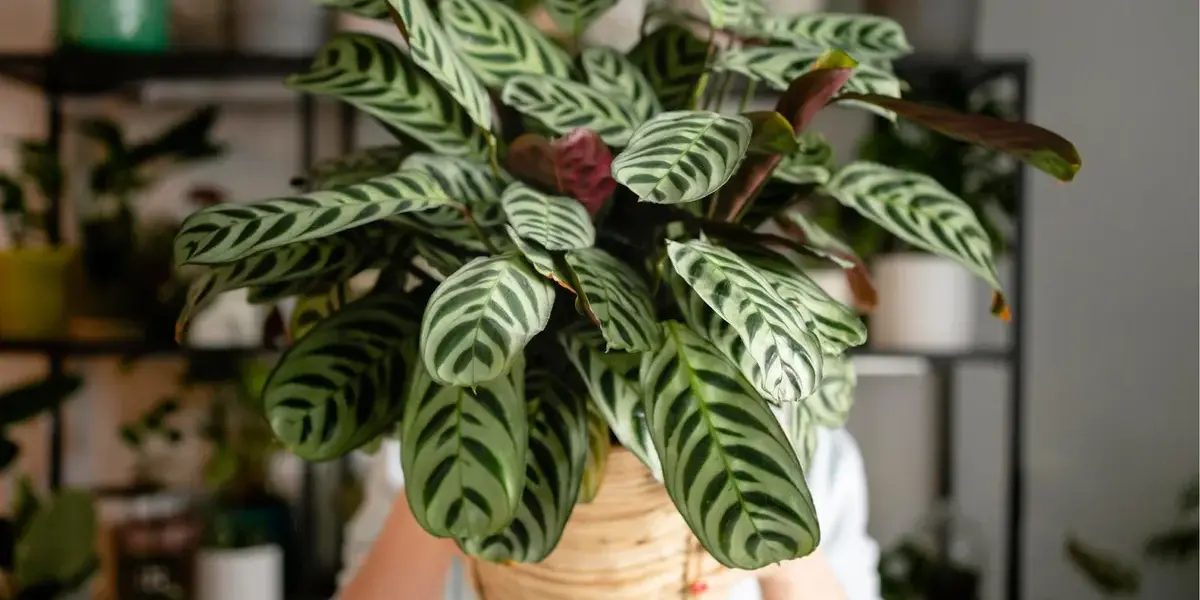 roślina — PL news